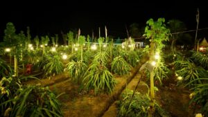 Produksi 82.544 ton setahun, Banyuwangi Pemasok Buah Naga Terbesar di Indonesia