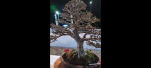 600 Bonsai Senilai Total Rp 25 Miliar, di Kontes dan Pameran Bonsai Banyuwangi
