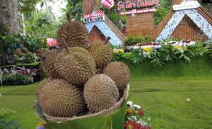 Banyuwangi Patenkan Varietas Durian Lokal Unggulan