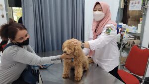 Tingkatkan Kesehatan Hewan Peliharaan, Banyuwangi Berikan Ratusan Obat Cacing Gratis