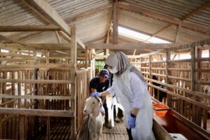 Cerita Para Peternak Kambing di Lereng Gunung Raung Banyuwangi, Seminggu Hasilkan 2000 Liter Susu