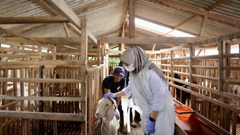 Cerita Para Peternak Kambing di Lereng Gunung Raung Banyuwangi, Seminggu Hasilkan 2000 Liter Susu