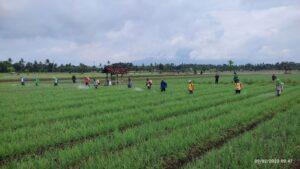 Banyuwangi Pastikan Stok Cabai dan Bawang Merah Aman Selama Ramadhan Hingga Lebaran