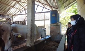 Mampu Produksi 1 Ton Pupuk Organik, Kelompok Tani di Banyuwangi Perlahan Lepas dari Ketergantungan Pupuk Bersubsidi