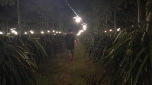 Melihat Kebun Buah Naga di Banyuwangi dengan Bantuan Sinar Lampu untuk Pembuahan