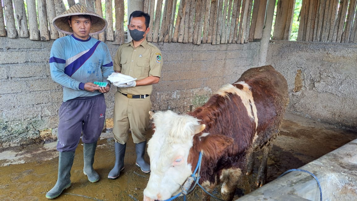 Jelang Idul Adha, Banyuwangi Surplus Sapi