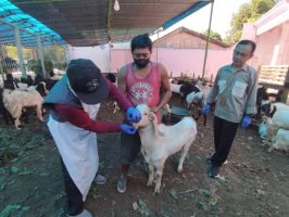 Jelang Idul Adha, Banyuwangi Periksa Kondisi Ternak dan Beri Sertifikat Veteriner di Lapak Dadakan