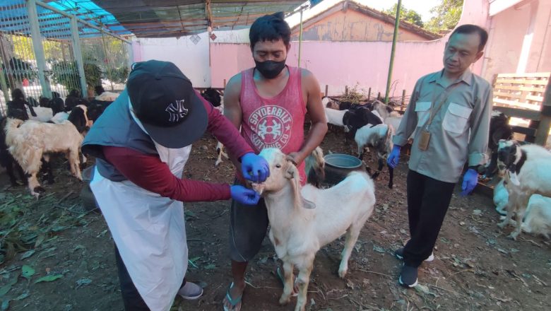 Jelang Idul Adha, Banyuwangi Periksa Kondisi Ternak dan Beri Sertifikat Veteriner di Lapak Dadakan