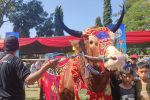 Serunya Parade Hewan Ternak di Banyuwangi Livestock Contest 2023, Sapi 1,136 Ton Jadi Pemenang