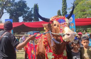 Serunya Parade Hewan Ternak di Banyuwangi Livestock Contest 2023, Sapi 1,136 Ton Jadi Pemenang