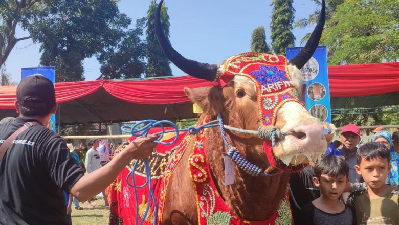 Serunya Parade Hewan Ternak di Banyuwangi Livestock Contest 2023, Sapi 1,136 Ton Jadi Pemenang