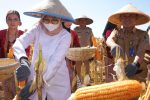 Banyuwangi Lumbung Jagung Jawa Timur, Petani Raih Rp. 38 juta per Hektare