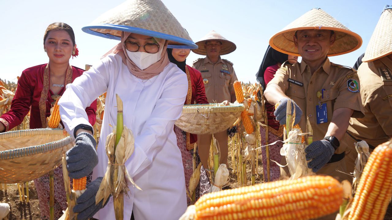 Banyuwangi Lumbung Jagung Jawa Timur, Petani Raih Rp. 38 juta per Hektare