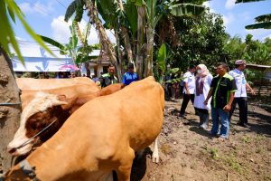 Dengan Program SMS Pisan, Produktivitas Sapi di Banyuwangi Capai 36.000 Ekor Pertahun