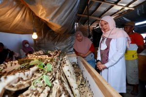 Ibu-Ibu Rumah Tangga Desa Bagorejo Ternak Jangkrik untuk Tambahan Ekonomi Keluarga, Bupati Ipuk: Patut Dicontoh