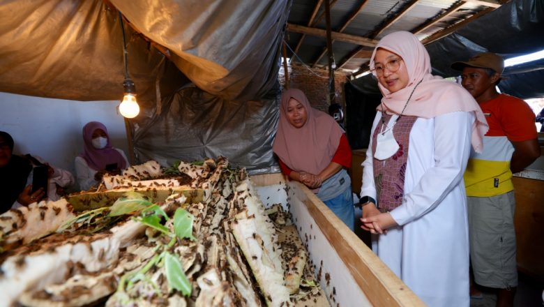 Ibu-Ibu Rumah Tangga Desa Bagorejo Ternak Jangkrik untuk Tambahan Ekonomi Keluarga, Bupati Ipuk: Patut Dicontoh