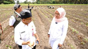 Pantau Lahan Pertanian Banyuwangi, Bupati Ipuk: Cek Ketersedian Air