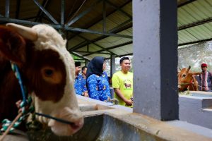 Kisah Sukses Anak Muda Kelola Peternakan Sapi di Banyuwangi, Jokowi Pernah Beli di Sini