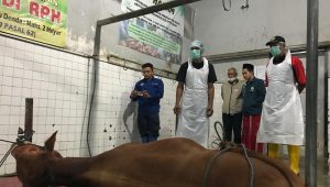 Kuatkan Industri Halal, Semua RPH Banyuwangi Tersertifikasi Halal