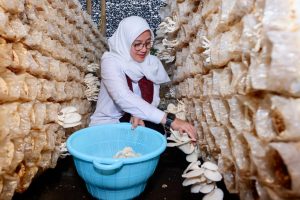 Kampung Jamur Banyuwangi, Produksi 15 Ton Jamur Sebulan Libatkan Ratusan Warga