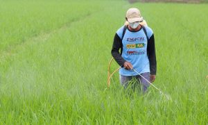 Beras Organik Banyuwangi Tersedia di 18.000 Supermarket se-Indonesia