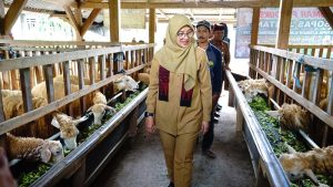 Peternak Banyuwangi Manfaatkan Kotoran Ternak jadi Biogas Pengganti LPG dan Pupuk Organik