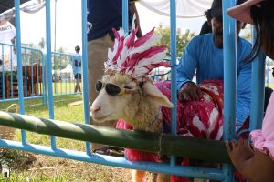 Ratusan Domba dan Kambing Tampil Cantik di Kontes, Perebutkan Piala Bupati Banyuwangi