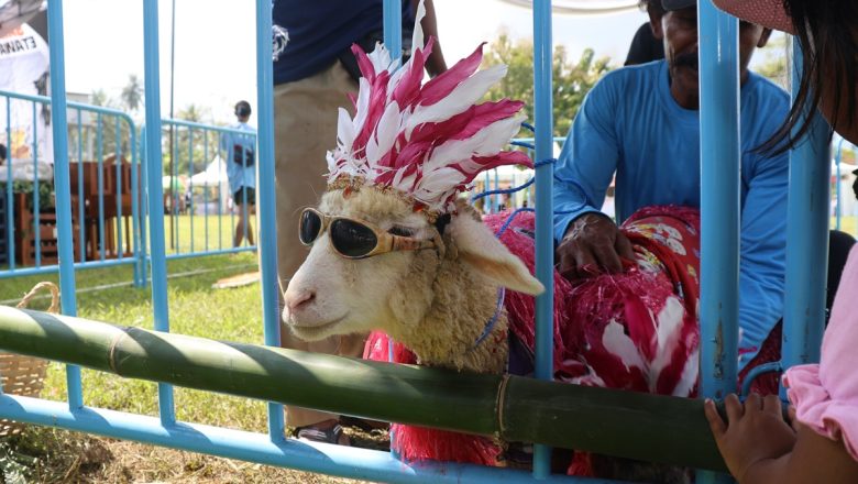 Ratusan Domba dan Kambing Tampil Cantik di Kontes, Perebutkan Piala Bupati Banyuwangi