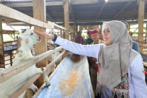 Manfaatkan Peluang Mantan TKI Bangun Peternakan Kambing Perah di Banyuwangi