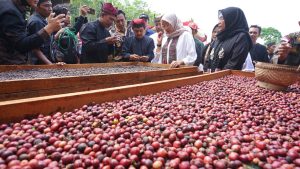 Kopi Robusta Banyuwangi Diuji untuk Mendapatkan Sertifikat Indikasi Geografis