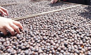 Memperkuat Identitas Kopi Banyuwangi