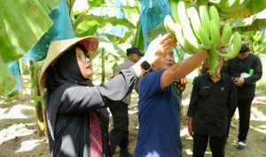 Banyuwangi Genjot Produksi Pisang Cavendish