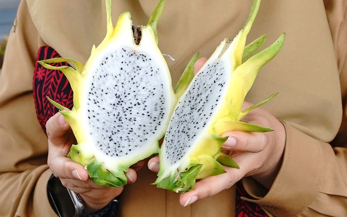 Buah Naga Kuning Banyuwangi