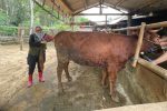 Sapi Manak Setahun Sepisan