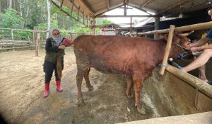Banyuwangi Genjot Produktivitas Sapi Indukan Lewat Program SMS PISAN