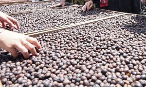 Kopi Kalibaru Banyuwangi Menembus Pasar Mancanegara