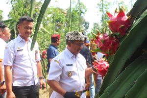 Gandeng Pupuk Kaltim Tingkatkan Produktivitas Buah Naga Lewat Program Agrosolution