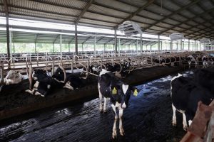 Banyuwangi Tingkatkan Produksi Susu Segar, Gandeng Kerja Sama Internasional