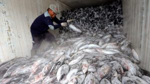 Pengalengan Ikan Banyuwangi Sukses Ekspor ke 50 Negara