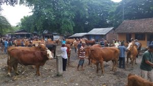 Harga Sapi di Banyuwangi Anjlok Akibat Wabah Penyakit Mulut dan Kuku