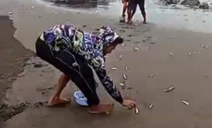 Ribuan Ikan Muncul ke Daratan di Pantai Selatan Banyuwangi