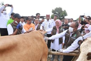 Pemkab Banyuwangi Vaksin Puluhan Ribu Sapi untuk Cegah PMK