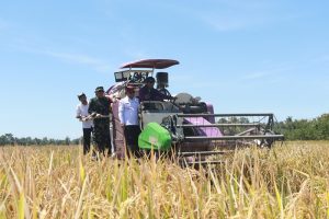 Panen Raya Serentak di Banyuwangi, Dukungan Nyata untuk Swasembada Pangan Nasional