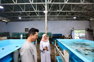 Sukses Kembangkan Kampung Lobster, dari Budidaya, Kuliner, Hingga Komoditas Ekspor