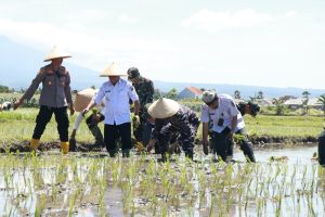 Banyuwangi Dukung Gerakan Tanam Padi Serentak Nasional, Targetkan Produksi 151.048 Hektar pada 2025