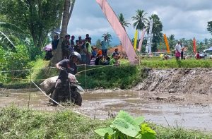 Balapan Unik di Sawah Banyuwangi: Ketangkasan Pengangkut Gabah Uji Adrenalin di “Manol Gabah Championship”