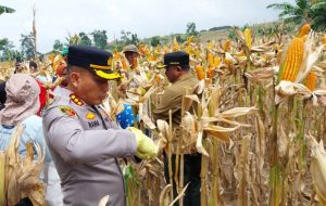 Kolaborasi Polisi dan Petani di Banyuwangi: Panen Jagung Perdana dari Lahan Perhutani