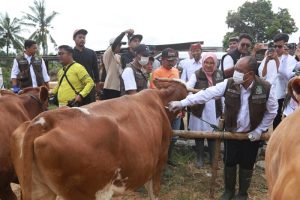 Jelang Idul Adha 2025, Banyuwangi Surplus Hewan Kurban dan Bahkan Suplai Daerah Lain