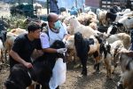 Jelang Idul Adha 2025, Banyuwangi Intensifkan Pemeriksaan Kesehatan Hewan Kurban