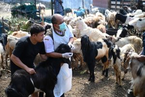 Jelang Idul Adha 2025, Banyuwangi Intensifkan Pemeriksaan Kesehatan Hewan Kurban